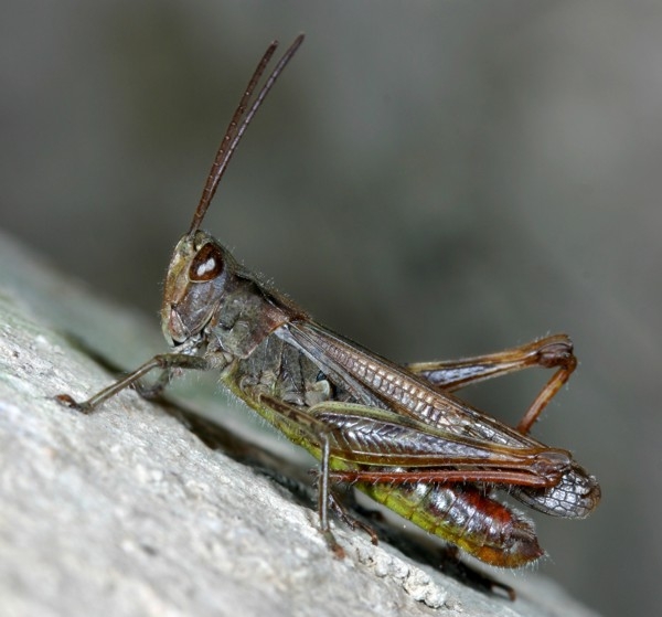 Nachtigallgrashuepfer