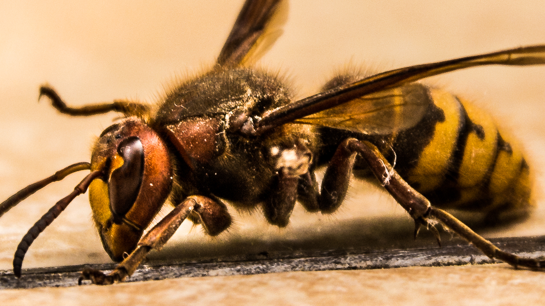 European-Hornet